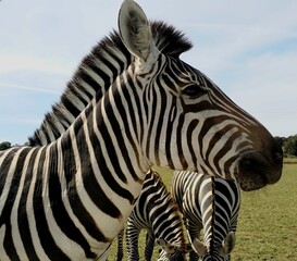 Fototapeta premium Close up of a Zebra