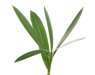 Oleander, Nerium in spring isolated on white, clipping path