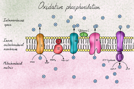 Illustration of a electron transport chain