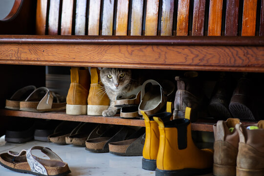 cat hiding amongst shoes