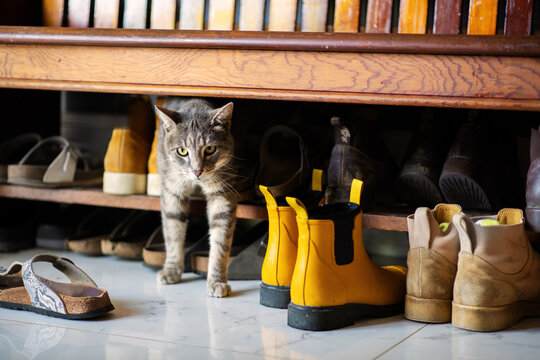 cat hiding amongst shoes