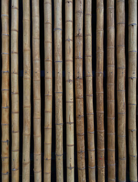 bamboo stems