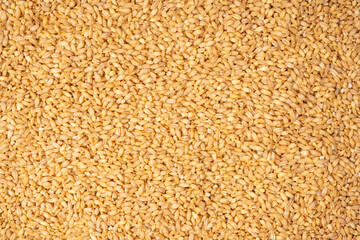 Wheat grain as a background. Top view.