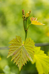 Bunch of young grapes. Grape leaves on the bush in sunny summer day.