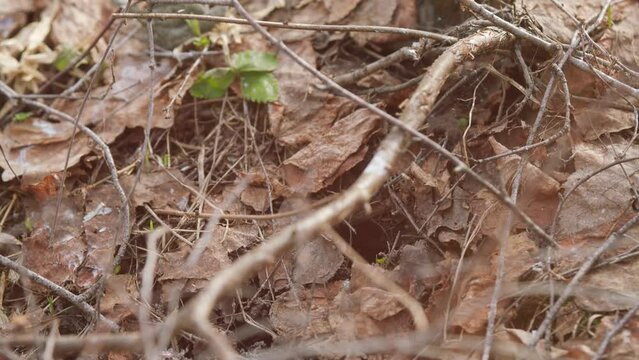 Large Earth Bumblebees Fly Out A Hole. A Bumblebee In Its Burrow. Burrow Of Buff-Tailed Bumblebee In Ground. L. Steady Cam.