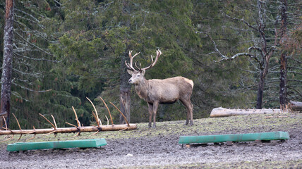 Animaux du parc polaire Mouthe