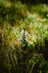 Fototapeta premium flower in the forest