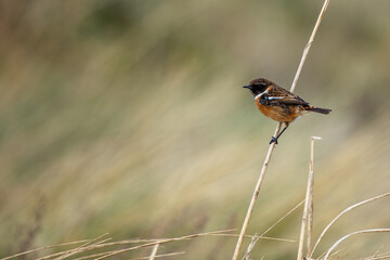 Stonechat (Saxicola rubicola) - Commonly Found in Europe, North Africa, and Western Asia