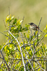 Stonechat (Saxicola rubicola) - Commonly Found in Europe, North Africa, and Western Asia