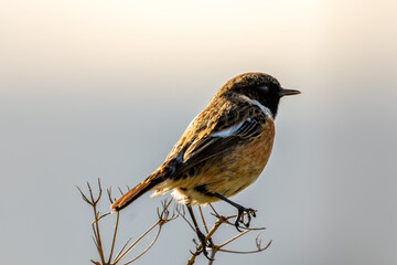 Stonechat (Saxicola rubicola) - Commonly Found in Europe, North Africa, and Western Asia