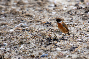 Stonechat (Saxicola rubicola) - Commonly Found in Europe, North Africa, and Western Asia