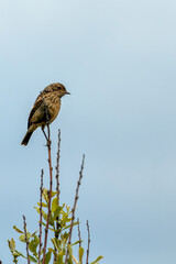 Stonechat (Saxicola rubicola) - Commonly Found in Europe, North Africa, and Western Asia