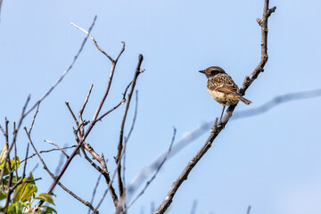 Stonechat (Saxicola rubicola) - Commonly Found in Europe, North Africa, and Western Asia