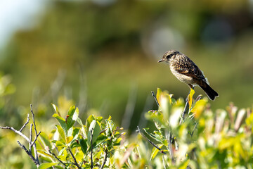 Stonechat (Saxicola rubicola) - Commonly Found in Europe, North Africa, and Western Asia