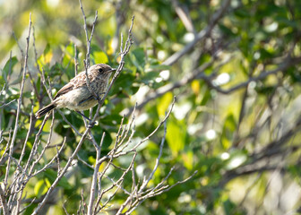 Stonechat (Saxicola rubicola) - Commonly Found in Europe, North Africa, and Western Asia