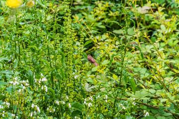 Pájaro en La Corujera, Tenerife