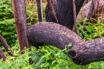 Árboles quemados en La Corujera, Tenerife