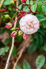 Obraz premium Flora en La Corujera, Tenerife