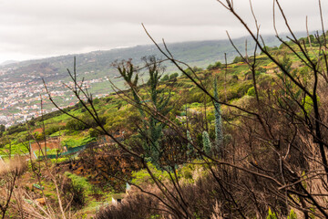 &Aacute;rboles quemados en La Corujera, Tenerife