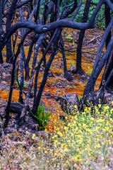 Musgo entre &aacute;rboles quemados en La Corujera, Tenerife.