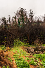 Árboles quemados en La Corujera, Tenerife