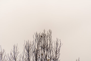 Pájaro en La Corujera, Tenerife