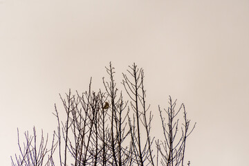 Pájaro en La Corujera, Tenerife