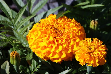 Sweden. Tagetes erecta, the Aztec marigold, Mexican marigold, big marigold, cempazúchitl or cempasúchil, is a species of flowering plant in the genus Tagetes native to Mexico.  