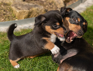 Welpe spielt mit seiner Mutter