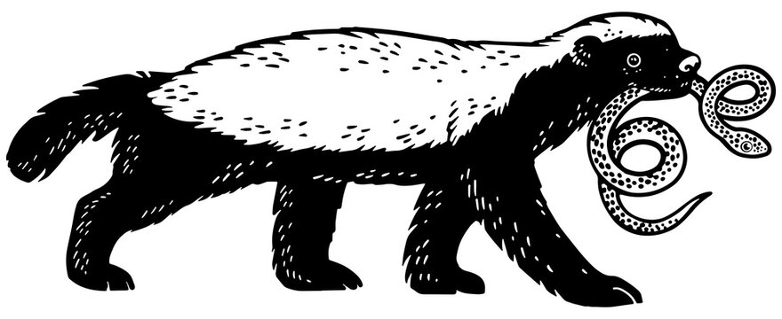 Honey badger ratel with snake in mouth animal sketch engraving PNG illustration. T-shirt apparel print design. Scratch board imitation. Black and white hand drawn image.