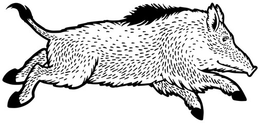 Running wild boar sketch engraving PNG illustration. T-shirt apparel print design. Scratch board imitation. Black and white hand drawn image.