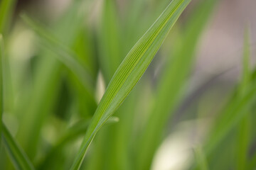 close up of green grass