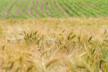 Golden Wheat Field under the Blue Sky symbolizes the link between agriculture and nature