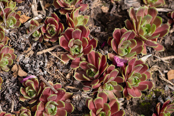 flowers on the ground succulents