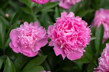pink double peonies 
