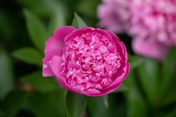 pink double peony