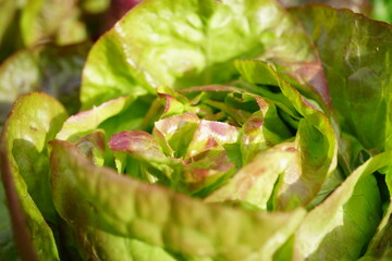 fresh lettuce salad close up in garden - red leaf lettuce lactuca sativa