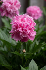 pink double peony bush