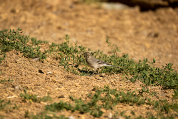 close-up of a White Wagtail (Motacilla alba alba)