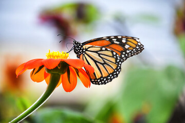 Orange Monarch butterfly on flowers in a garden