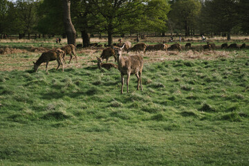 Herd of deer in the forest of Richmond park, London