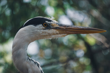 Close up of grey heron