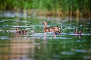 Mom duck with baby ducklings in Baraba sandpit quarry near Melnik, Czech republic in Spring