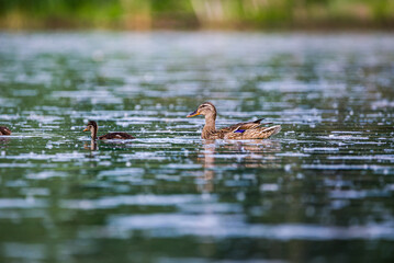 Mom duck with baby ducklings in Baraba sandpit quarry near Melnik, Czech republic in Spring
