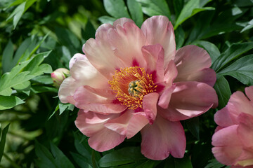 yellow and pink peony