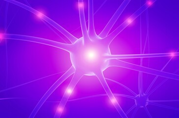 Zea maysroot cross section histology