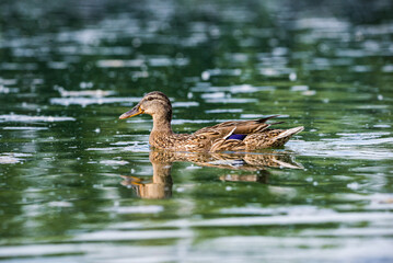 Female duck in Baraba sandpit quarry near Melnik, Czech republic in Spring