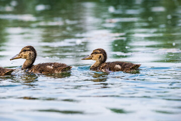 Baby ducklings in Baraba sandpit quarry near Melnik, Czech republic in Spring