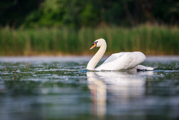 Single white swan in Baraba sandpit quarry near Melnik, Czech republic in Spring