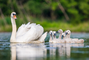 Mother swan with babies swans in Baraba sandpit quarry near Melnik, Czech republic in Spring © marketanovakova